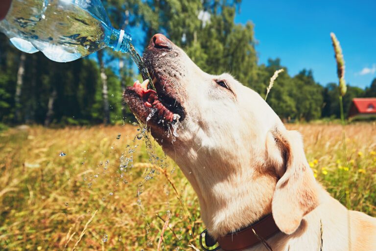 Signs of Dog Dehydration Sahara Pines Animal Hospital