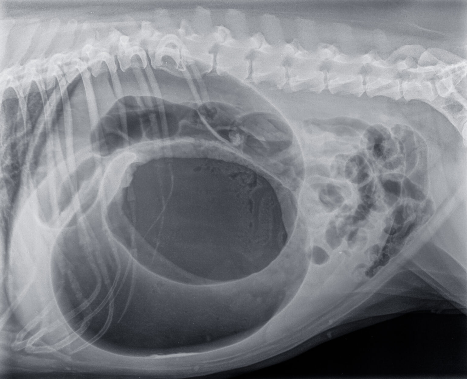 Bloat In Dogs: Recognizing Gastric Dilatation-Volvulus (GDV) | Sahara ...