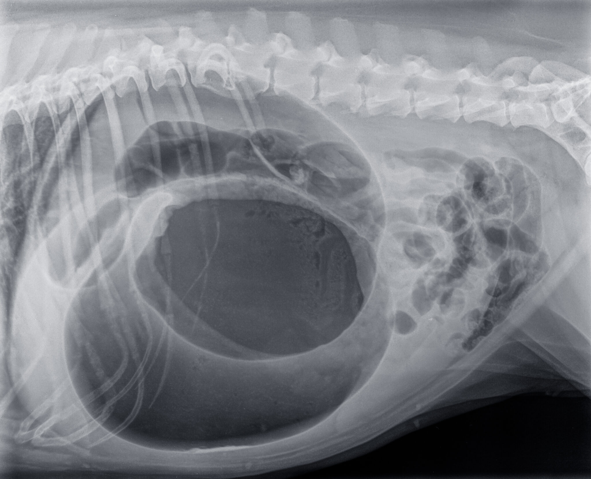 Bloat in Dogs Recognizing Gastric Dilatation Volvulus GDV Sahara Pines Animal Hospital