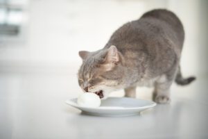 cat eating eggs in las vegas
