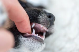 puppy with healthy baby teeth