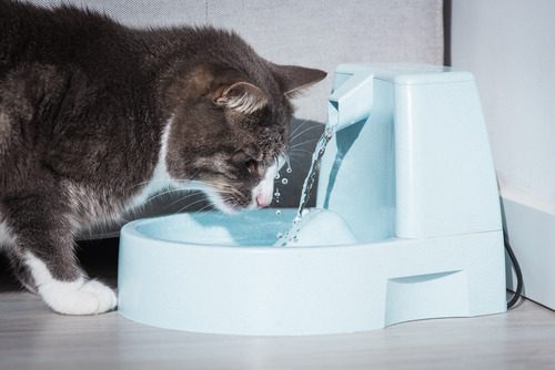 cat-drinking-from-cat-fountain