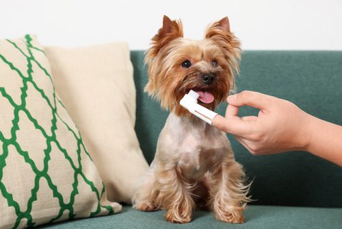 small-dog-sitting-on-couch-while-owner-brushes-his-teeth