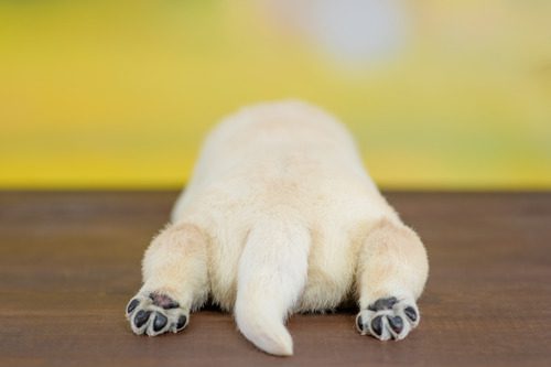 rearview-of-golden-retriever-puppy-laying-down