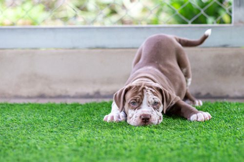 brown-and-white-pitbull-puppy-in-playful-bow