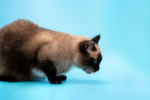 siamese-cat-getting-sick-against-blue-background