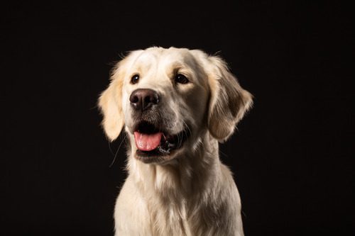 golden-retriever-panting-against-black-background