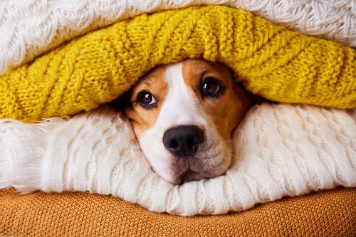 beagle-dog-laying-between-a-pile-of-sweaters