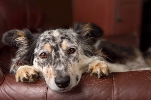 border-collie-australian-shepherd-dog-laying-on-the-couch