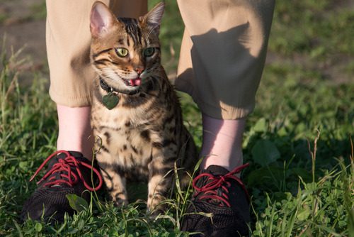 bengal cat sitting between owner's feet while outside on a walk