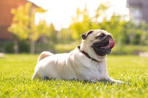 pug laying in the grass on a sunny day and panting from the heat