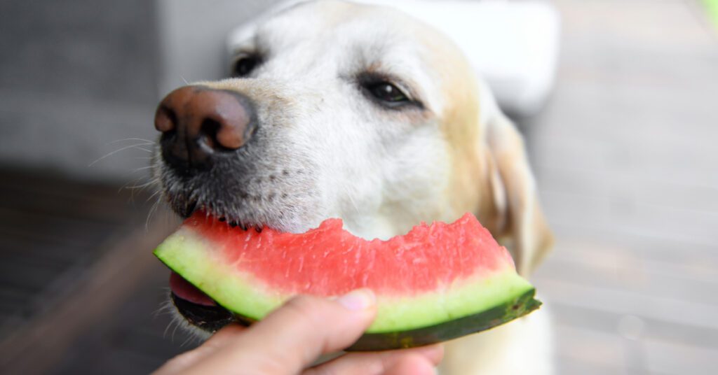 dog eating a piece of watermelon