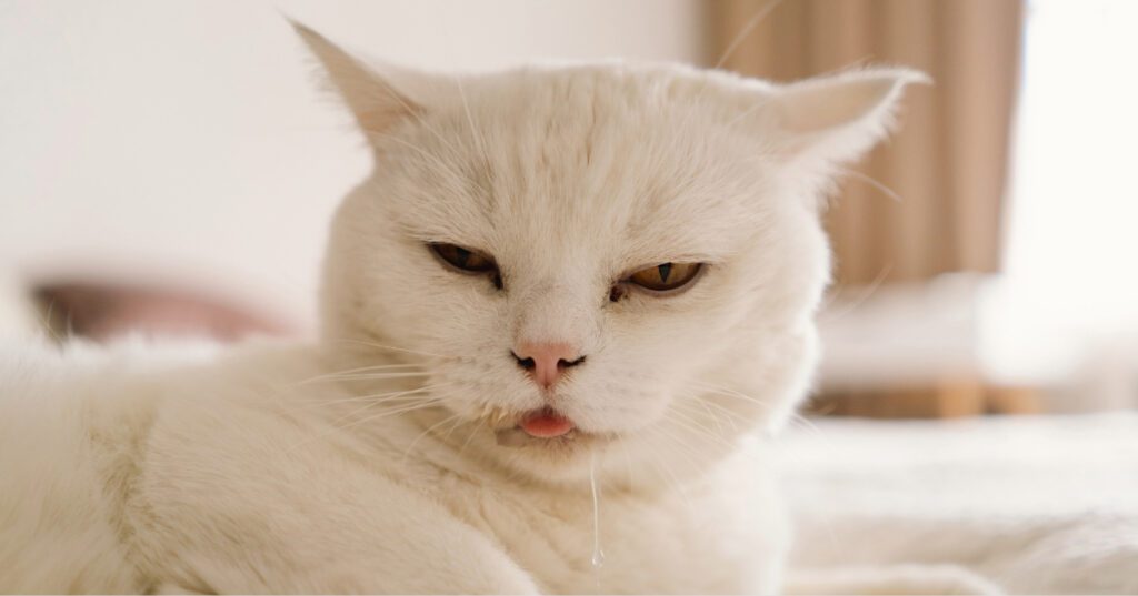 close up of sick white cat drooling while laying on the bed at home