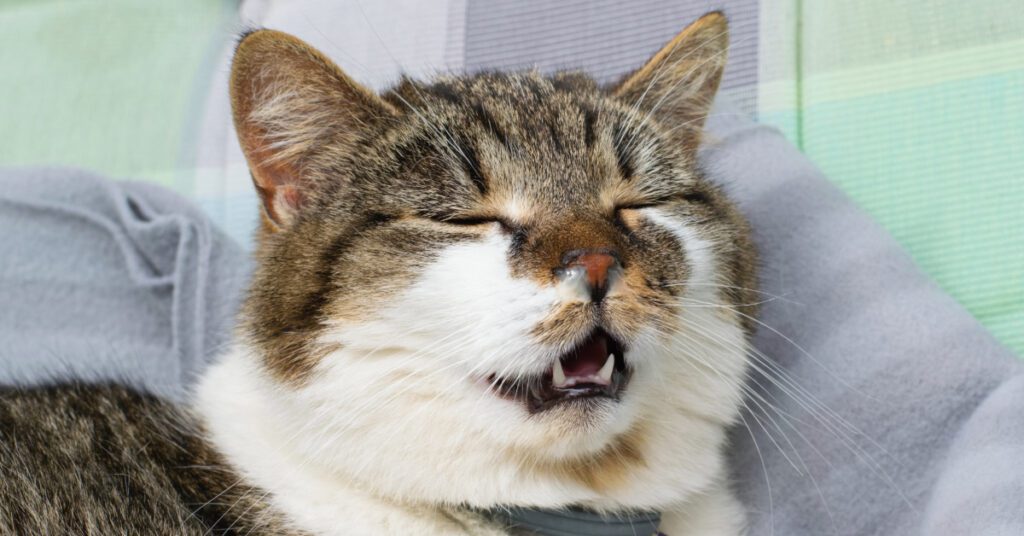 cat laying down mid sneeze