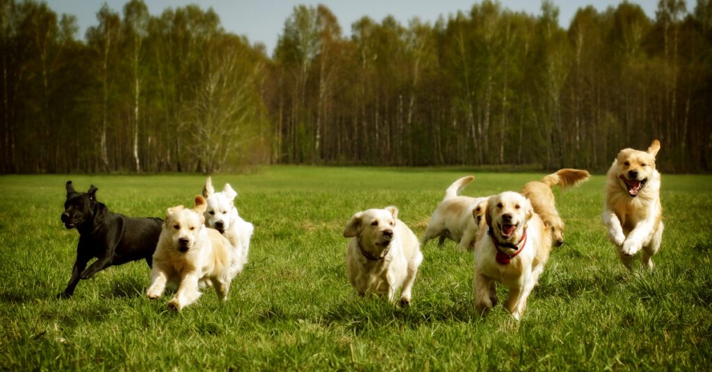 group of dogs running through a grassy park