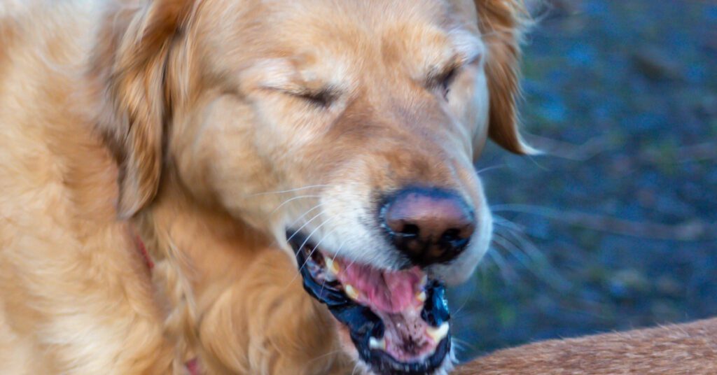 close up of golden retriever dog reverse sneezing