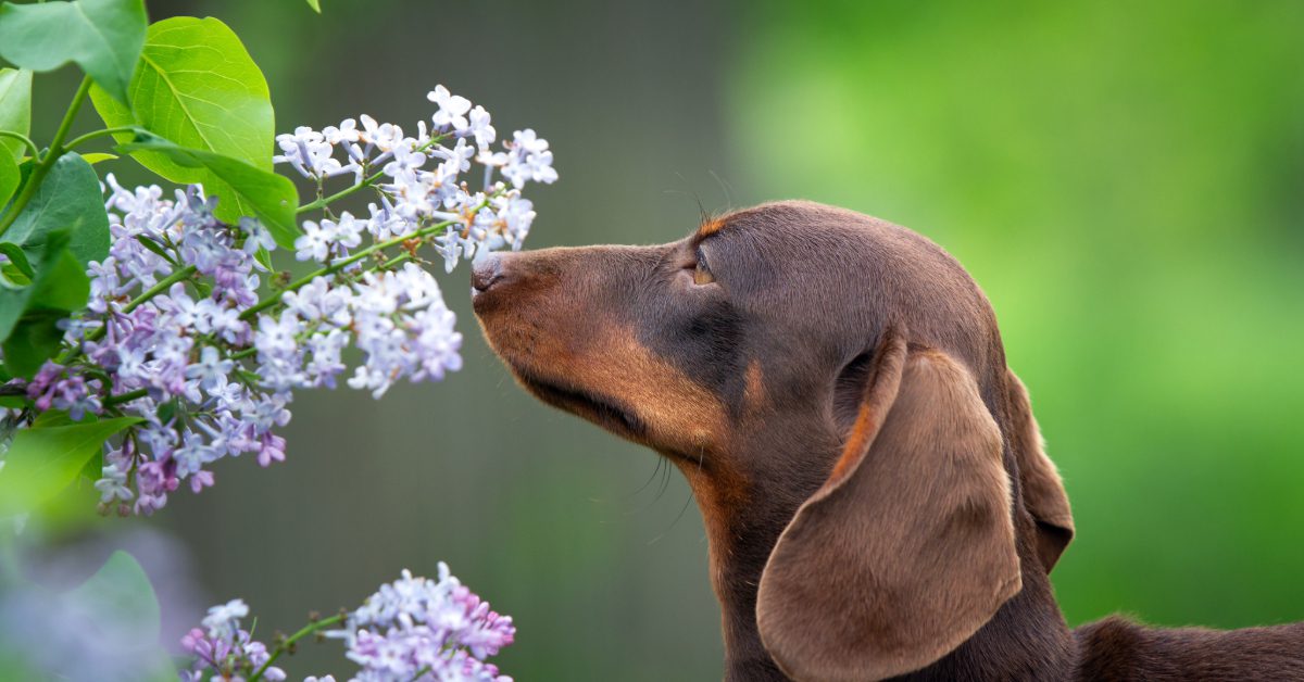 My Dog Just Got Stung by a Bee! Here's Exactly What to Do | Sahara