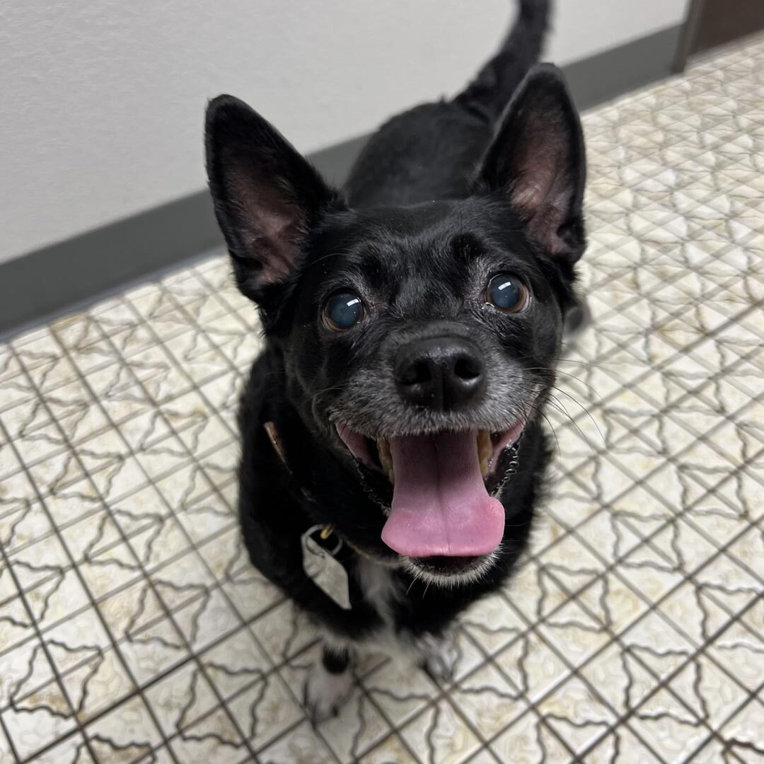 Close Up Of Happy Black Dog