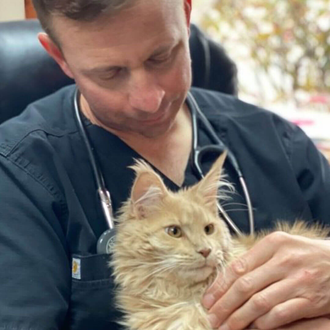 fear free veterinarian and animal hospital in Las Vegas, NV
